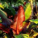 Green boutiQ - Fruitplant - Bananenpflanze - Ensete ventricosum Maurelli - Winterhart - 4 Pflanzen - Topf 12cm Höhe 30cm