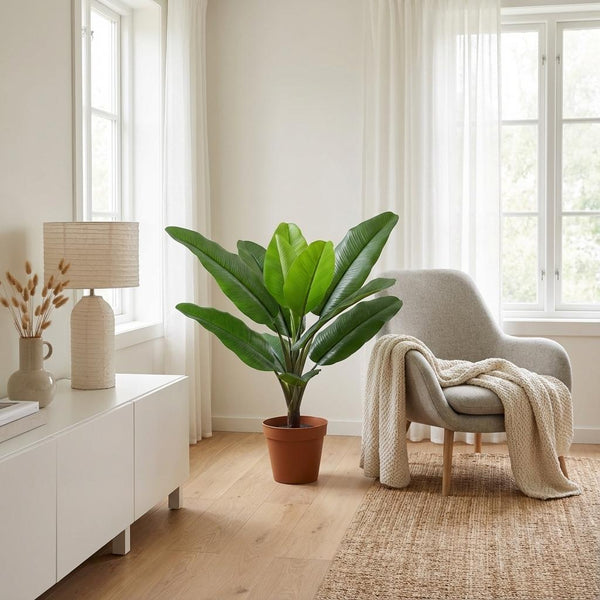 Philodendron Jungle King H45cm
