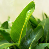 Green BoutiQ - Zimmerpflanzen - Strelitzia Nicolai - Paradiesvogelblume - Pflegeleicht - Grün - 1 Pflanze - mit weißem Topf - Topf 21cm - Höhe 110-120cm