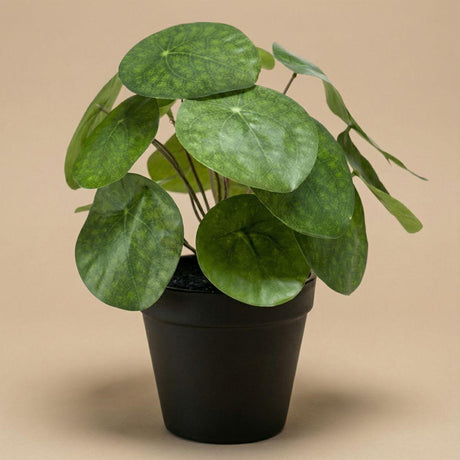 Künstliche Pilea H25cm inkl. Topf