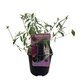 Green boutiQ - Sommerflieder - Buddleja davidii Tricolour - Blüte Rosa, Weiß und Lila - 3 Pflanzen - 1m2 - Laubabwerfend - Schmetterlingsanziehend - Topf 17cm Höhe 30cm