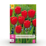 Green boutiQ - Blumenzwiebeln - Tulpe Triumph Red - Farbe Rot - 15 Stück - Zwiebelgröße 11/12 - XXL Pack