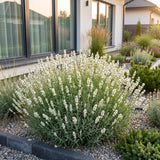 Lavande blanche Edelweiss - H 15-25 cm, pot Ø11 cm