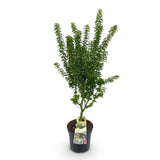 Érable du Japon Koto Hime - H 90 cm, pot Ø26 cm