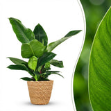 Green boutiQ - Zimmerpflanze - Philodendron - Philodendron Imperial Green - Grün - Pflegeleicht - 1 Pflanze - mit Korb - Topf 19cm - Höhe 65cm