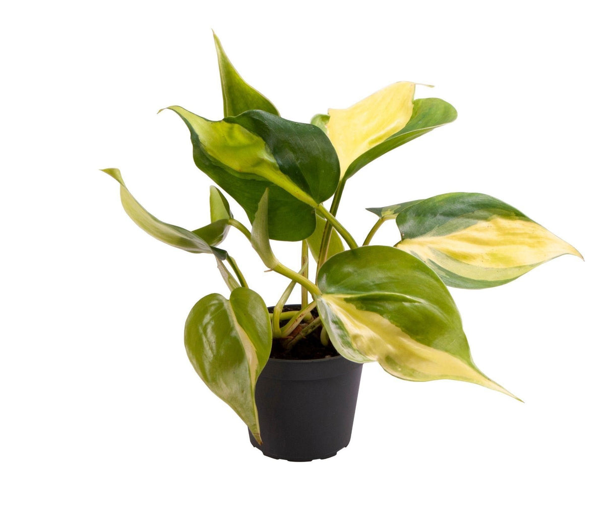 Mini Philodendron Brasil - Philodendron hederaceum - H 12 cm, pot Ø6 cm