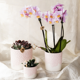 Kolibri Orchids | Rosa Orchidee Portugal + Bloom Übertopf - Topfgröße Ø9cm | blühende Zimmerpflanze - frisch vom Züchter