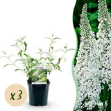 Green boutiQ - Gartenpflanze - Buddleja davidii White Profusion - Schmetterlingsflieder - Winterhart - Weiß - 3 Pflanzen - Topf 17cm - Höhe 45cm