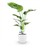 Green BoutiQ - Zimmerpflanzen - Strelitzia Nicolai - Paradiesvogelblume - Pflegeleicht - Grün - 1 Pflanze - mit weißem Topf - Topf 21cm - Höhe 110-120cm
