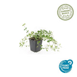 Petite pervenche Gertrude Jekyll en godet - Vinca minor - H 10-25 cm, pot Ø9 cm - photo 5