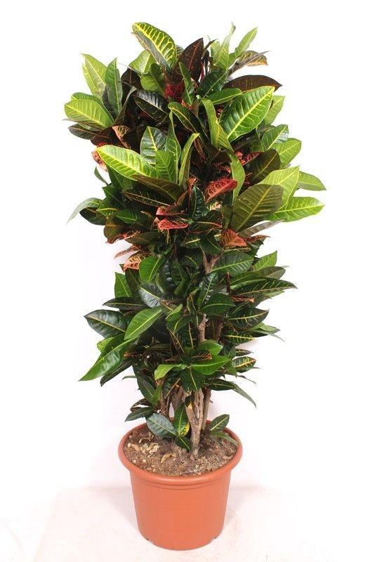 Codiaeum Petra - 180 cm