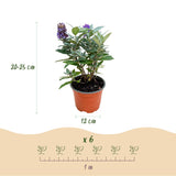 Green boutiQ - Gartenpflanze - Buddleja davidii Butterfly Candy Little Lila - Schmetterlingsflieder - Kompakt - Lila - 1 Pflanze - Topf 12cm - Höhe 20-25cm