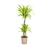 Dracaena Lemon Lime