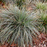 Green boutiQ - Ziergräser - Carex oshimensis Everest - Weiß und Grün - 4 Pflanzen - Immergrün - Wenig Pflege - Topf 17cm Höhe 50cm