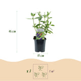Green boutiQ - Gartenpflanze - Buddleja davidii Empire Blue - Sommerflieder - Winterhart - Blau - 3 Pflanzen - Topf 17cm - Höhe 45cm