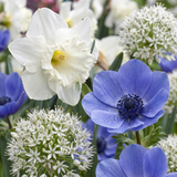 Mélange de bulbes pour jardin ensoleillé - 280 bulbes