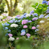 Green boutiQ - Gartenpflanze - Hortensie Endless Summer Blue - Pink - White - Winterhart - Blau - Rosa - Weiß - 3 Pflanzen - Topf 14cm - Höhe 20-25cm