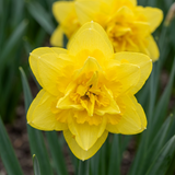 Narcisse Golden Ducat - calibre 12/14