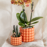 Kolibri Company | Pflanzenset Poppy Orange | Orange Phalaenopsis Orchidee Jamaica und Sukkulente inkl. Keramikübertöpfe