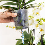 Orchidées Phalaenopsis jaunes Botanic Yellow en coupe Oyster - bouquet de 3 - H 30 cm, pots Ø9 cm