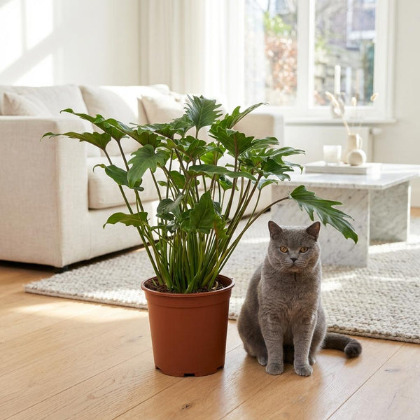Green boutiQ - Zimmerpflanze - Philodendron - Philodendron Xanadu - Grün - Pflegeleicht - 1 Pflanze - Topf 19cm - Höhe 60cm