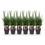 Green boutiQ - Heckenpflanzen - Taxus media Hillii - Blatt grün - 6 Pflanzen - 1 lfm - immergrün - Topf 17cm Höhe 60cm