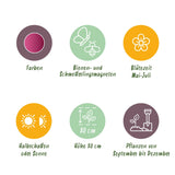 Green boutiQ - Zwiebelblumen - Allium Sphaerocephalon - Farbe Violett - 100 Stück - Zwiebelgröße 5/6 - XXL Pack