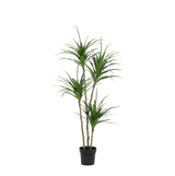 Drachenbaum Kunstpflanze H165cm