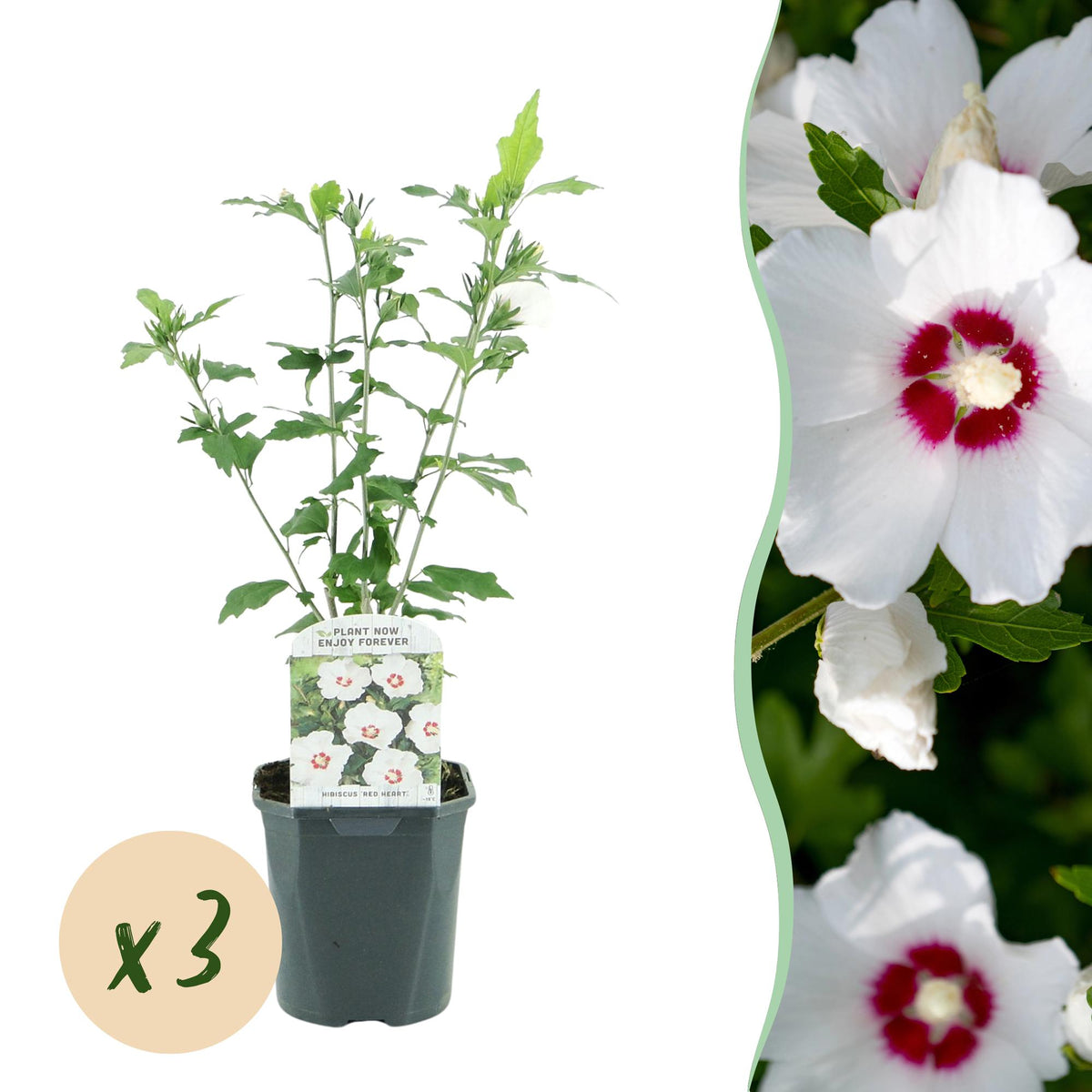 Green boutiQ - Gartenpflanze - Hibiscus syriacus Red Heart - Gartenhibiskus - Winterhart - Weiß - Rot - 3 Pflanzen - Topf 17cm - Höhe 45cm