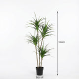 Drachenbaum Kunstpflanze H165cm