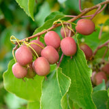 Kiwaï Weiki - Actinidia arguta - H 50 cm, pot Ø15 cm