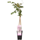 Wisteria floribunda 'Rosea' - Rosa Glyzinie - Ø15cm - ↕65cm