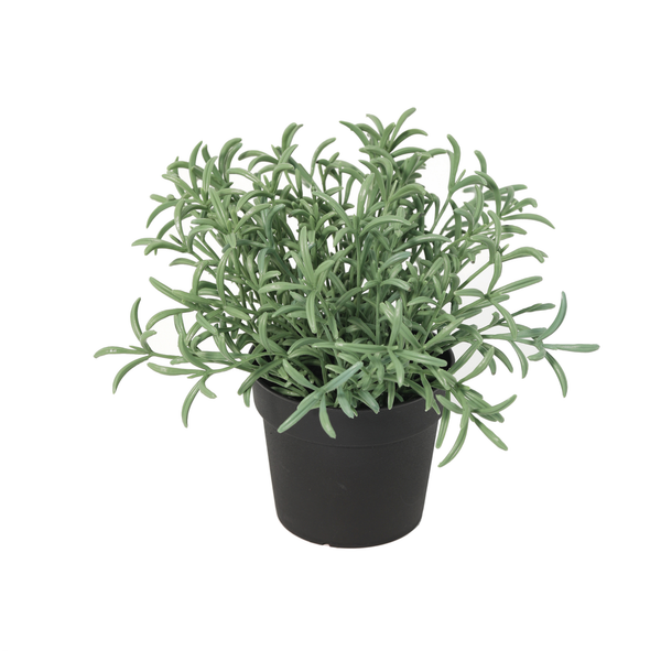 KÜNSTLICHE Strohblume (Helichrysum italicum) - 18cm