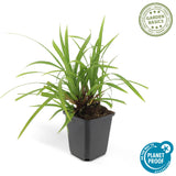 Laîche du Japon Irish Green en godet - Carex morrowii - H 10-25 cm, pot Ø9 cm - photo 4