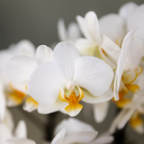 Kolibri Orchids – Überraschungsbox-Mix – einfarbige Pflanzen-Vorteilsbox – Überraschungsbox mit 2 Orchideen Ø 9 cm – frisch vom Züchter