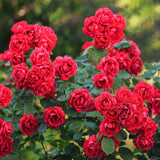 Green boutiQ - Gartenrose - Rosa Rote The Fairy - Rose - Winterhart - Rot - 3 Pflanzen - Topf 12cm - Höhe 20-25cm