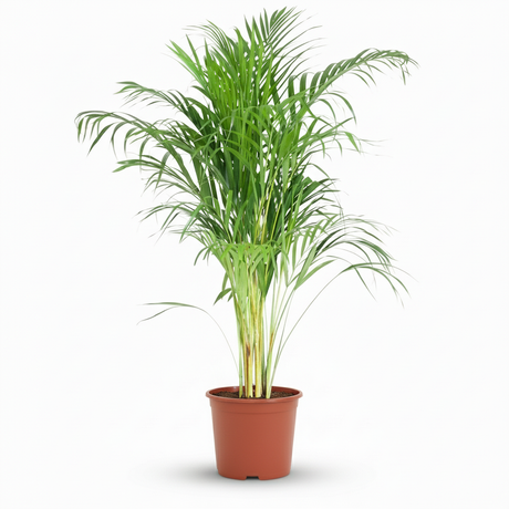 Green boutiQ - Zimmerpflanze - Goldpalme - Dypsis Lutescens Areca - Grün - Pflegeleicht - 1 Pflanze - Topf 21cm - Höhe 90 - 100cm