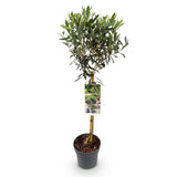Green boutiQ - Gartenpflanze - Olea Europaea - Hochstamm - Terrassenpflanze - Immergrün - Pflegeleicht - Topf 19cm Höhe 90cm
