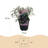 Green boutiQ - Sommerflieder - Buddleja davidii Black Night - Lila Blüten - 1 Pflanze - Laubabwerfend - Schmetterlingsanziehend - Topf 17cm Höhe 25cm