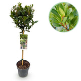Green boutiQ - Gartenpflanze - Laurus nobilis - Stammbaum - Terrassenpflanze - Immergrün - Pflegeleicht - Topf 19cm Höhe 90cm
