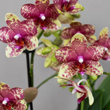 Kolibri Orchideen | Orange-gelbe Phalaenopsis Orchidee Topfgröße Ø9cm | Grosseto | blühende Zimmerpflanze - frisch vom Züchter