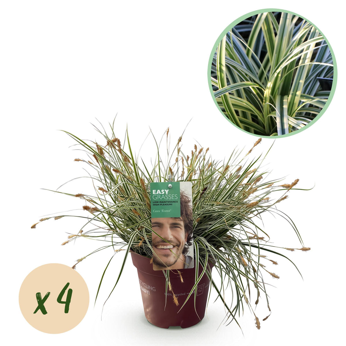 Green boutiQ - Ziergräser - Carex oshimensis Everest - Weiß und Grün - 4 Pflanzen - Immergrün - Wenig Pflege - Topf 17cm Höhe 50cm