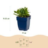 Sauge des bois Schneehügel - H 15-25 cm, pot Ø11 cm