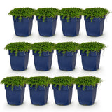 Isotoma rampant - H 15-25 cm, pot Ø11 cm
