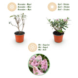 Green boutiQ – Gartenpflanze – Buddleja davidii Butterfly Candy Little Pink – Schmetterlingsstrauch – Kompakt – Rosa – 1 Pflanze – Topf 12cm – Höhe 20-25cm