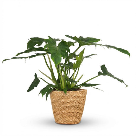 Green boutiQ - Zimmerpflanze - Philodendron - Philodendron Lacerum - Grün - Pflegeleicht - 1 Pflanze - mit Korb - Topf 19cm - Höhe 65cm