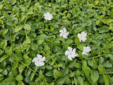 Petite pervenche Gertrude Jekyll en godet - Vinca minor - H 10-25 cm, pot Ø9 cm - photo 6