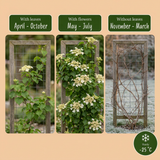 Hortensia grimpant - Hydrangea anomala subsp. petiolaris - lot de 4 plants - pot Ø9 cm