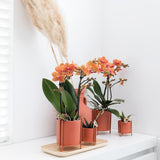 Kolibri Orchids | Orange Phalaenopsis Orchidee - Mineral Bolzano - Topfgröße Ø9cm | blühende Zimmerpflanze - frisch vom Züchter
