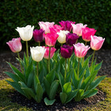 Green boutiQ - Blumenzwiebeln - Tulpen Pastell-Mix - verschiedene Farben - 12 Stück - Zwiebelgröße 11/12 - XXL Pack